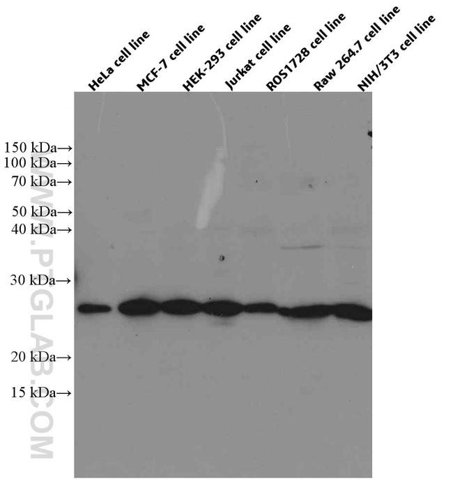 PLDN Antibody in Western Blot (WB)