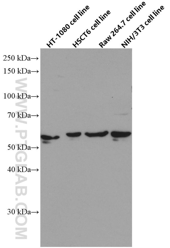 SMAD1 Antibody in Western Blot (WB)