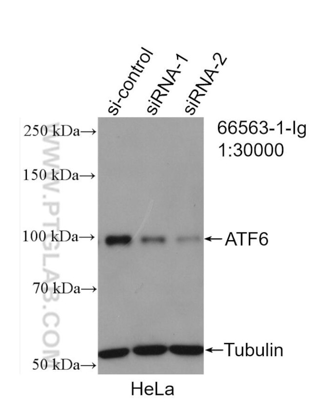 ATF6 Antibody in Western Blot (WB)