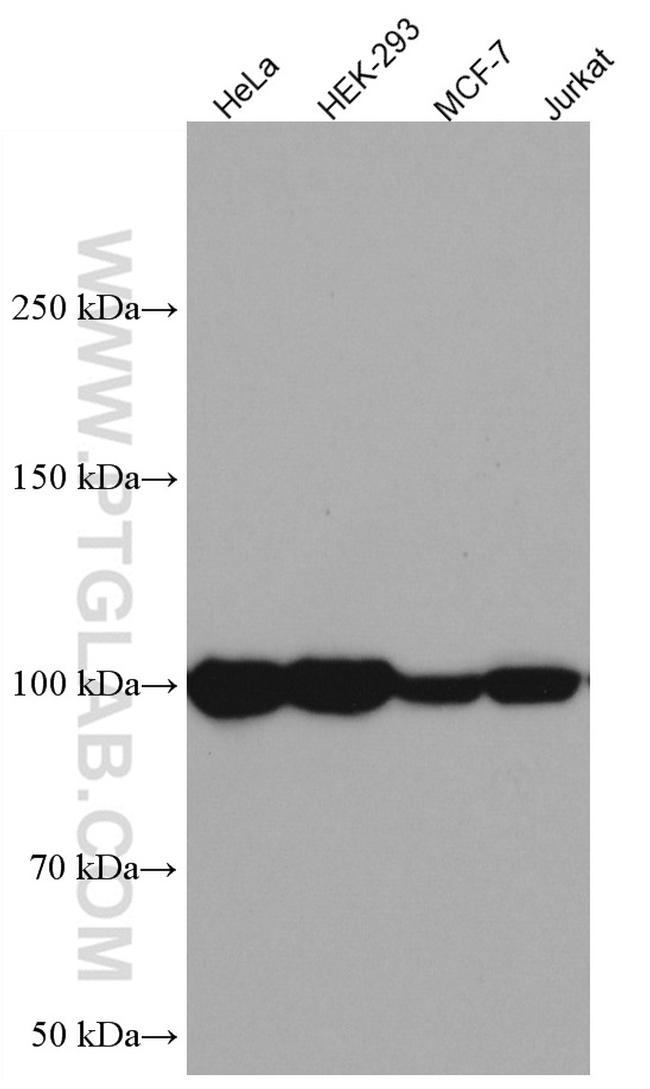 ATF6 Antibody in Western Blot (WB)