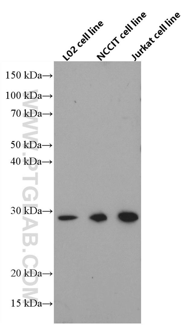 GMNN Antibody in Western Blot (WB)