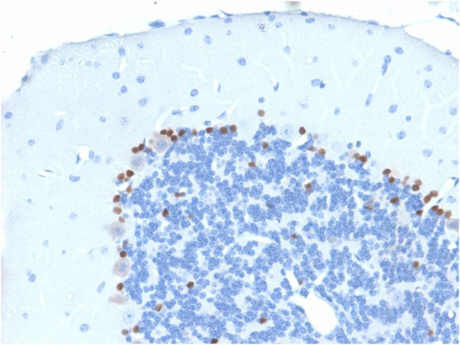 SOX2 (Embryonic Stem CellMarker) Antibody in Immunohistochemistry (Paraffin) (IHC (P))