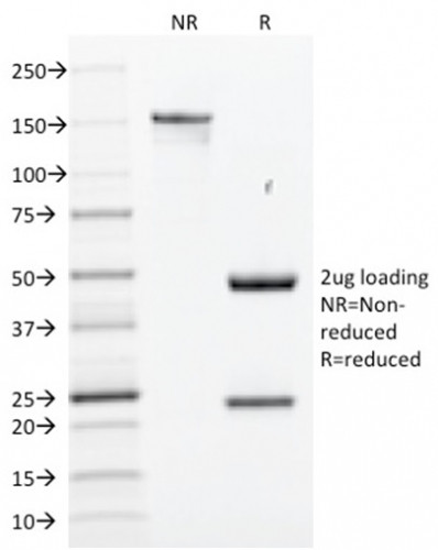 SOX2 (Embryonic Stem CellMarker) Antibody in SDS-PAGE (SDS-PAGE)