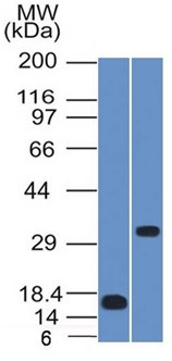 SOX2 (Embryonic Stem CellMarker) Antibody in Western Blot (WB)