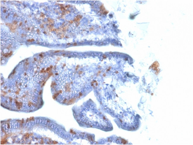 SOX2 (Embryonic Stem CellMarker) Antibody in Immunohistochemistry (Paraffin) (IHC (P))