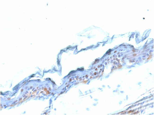 SOX2 (Embryonic Stem CellMarker) Antibody in Immunohistochemistry (Paraffin) (IHC (P))