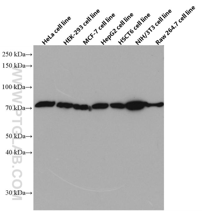 SLC9A9 Antibody in Western Blot (WB)