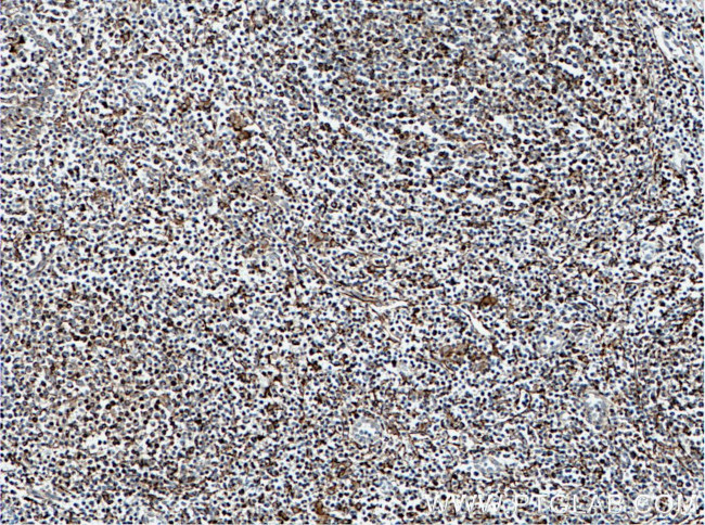 SLC9A9 Antibody in Immunohistochemistry (Paraffin) (IHC (P))