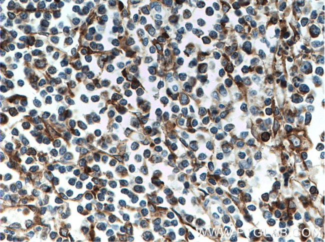 SLC9A9 Antibody in Immunohistochemistry (Paraffin) (IHC (P))