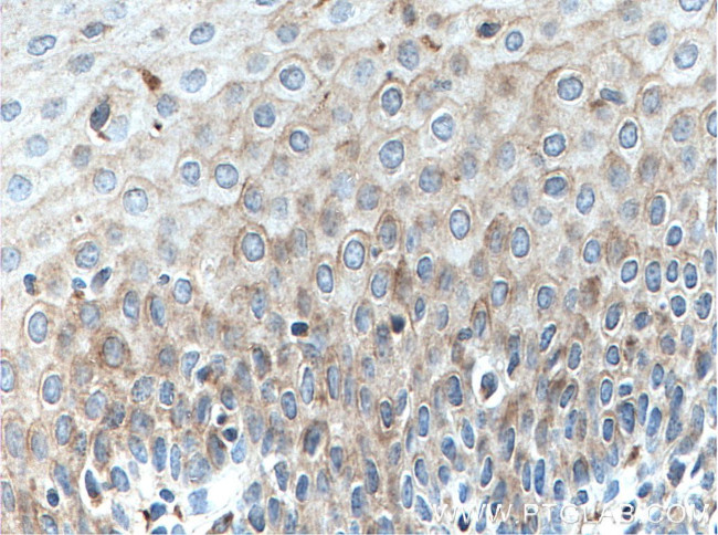 SLC9A9 Antibody in Immunohistochemistry (Paraffin) (IHC (P))