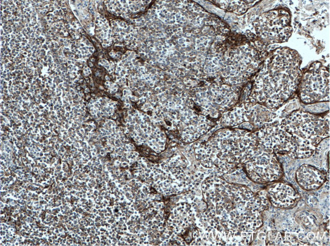 SLC9A9 Antibody in Immunohistochemistry (Paraffin) (IHC (P))