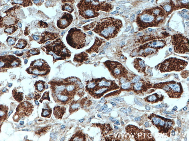 SLC9A9 Antibody in Immunohistochemistry (Paraffin) (IHC (P))