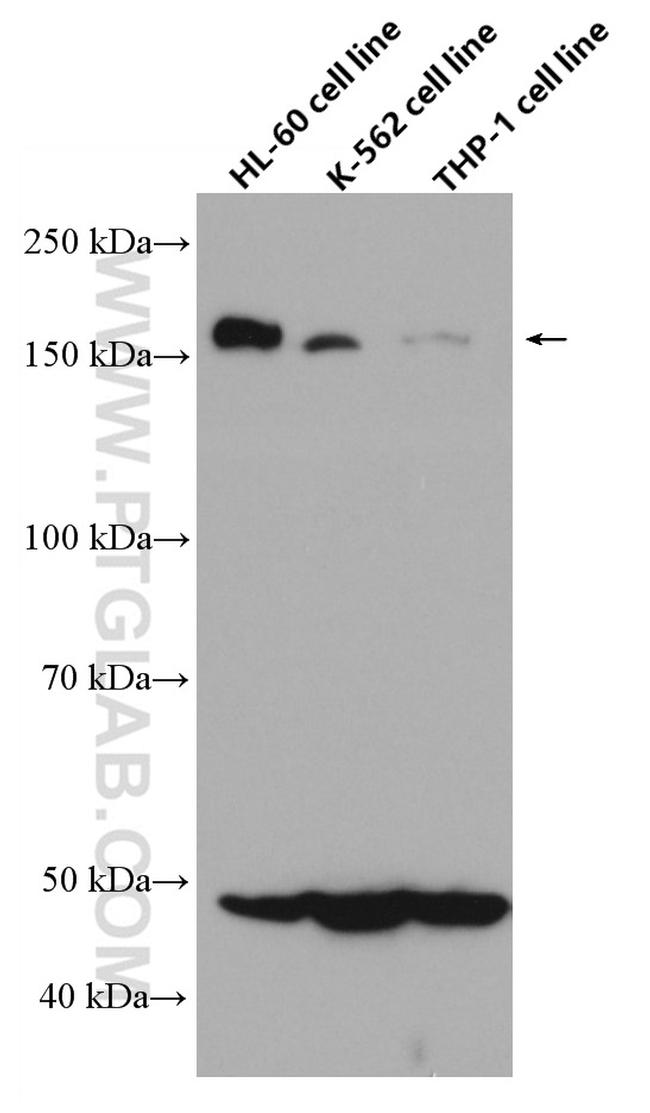 CD100 Antibody in Western Blot (WB)