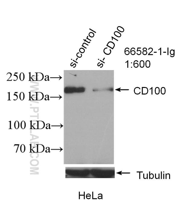 CD100 Antibody in Western Blot (WB)