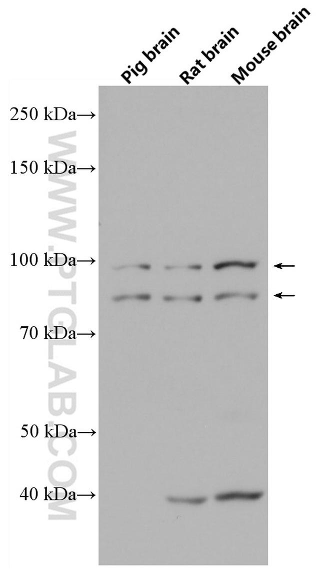 OPA1 Antibody in Western Blot (WB)