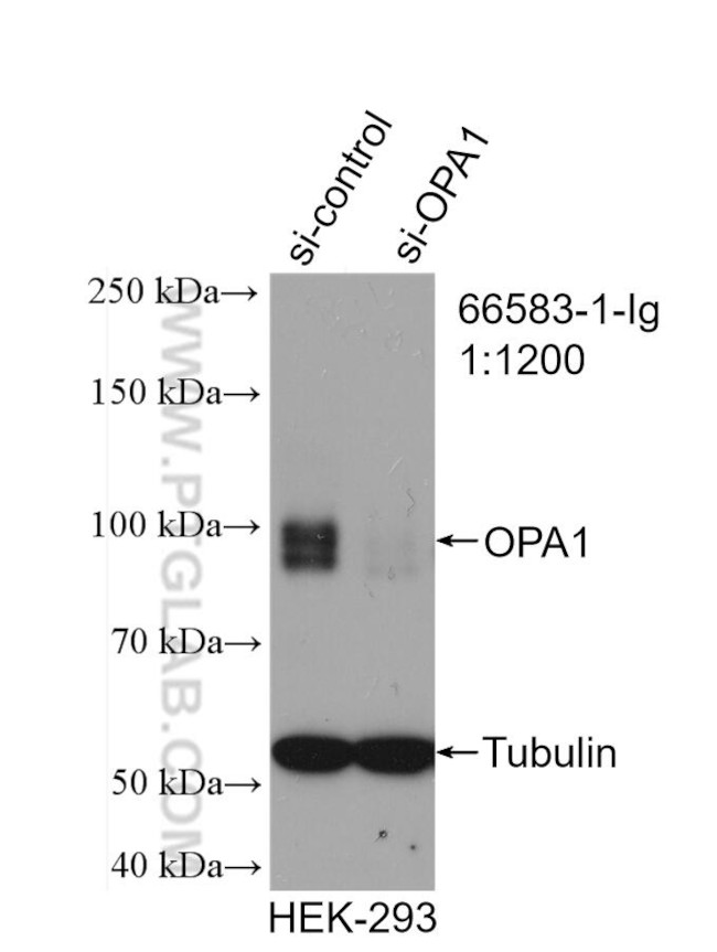 OPA1 Antibody in Western Blot (WB)