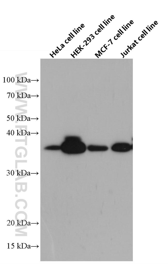 WBP2 Antibody in Western Blot (WB)