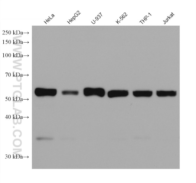 FOS Antibody in Western Blot (WB)