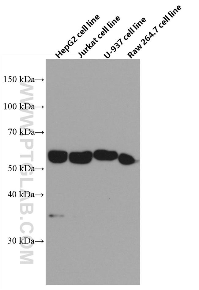 FOS Antibody in Western Blot (WB)