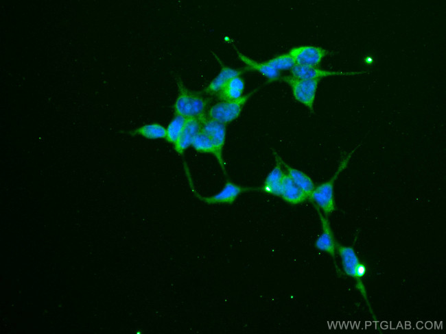 RAF1 Antibody in Immunocytochemistry (ICC/IF)