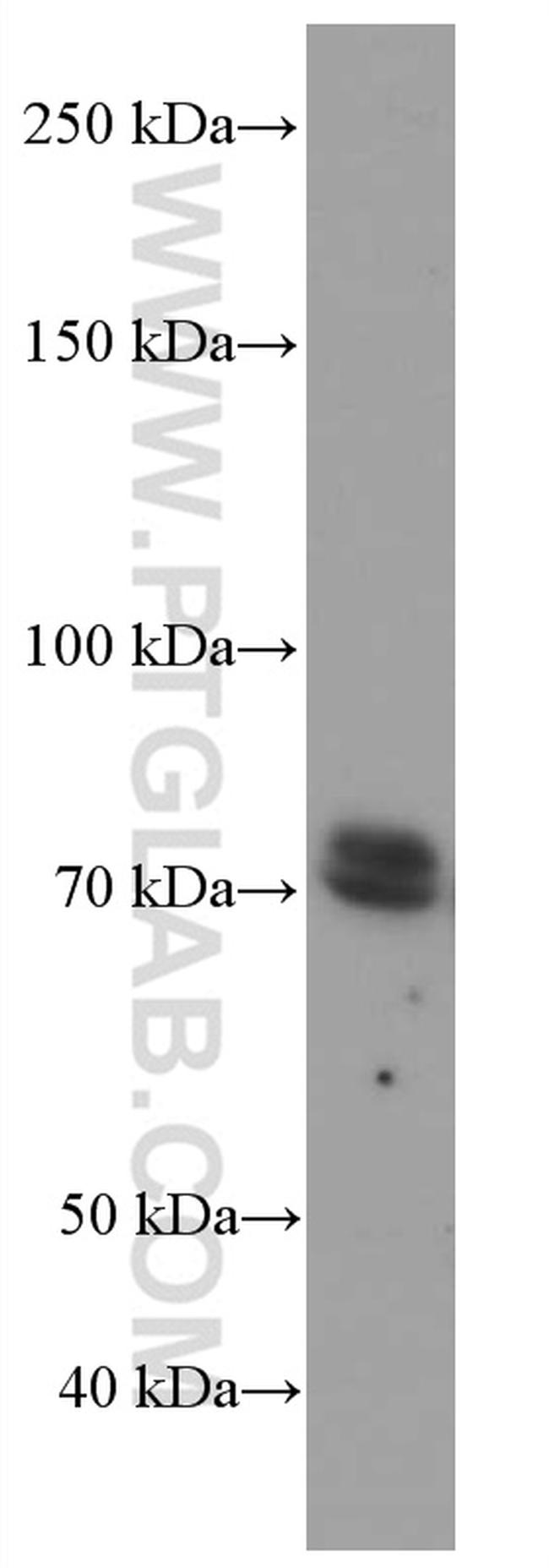 RAF1 Antibody in Western Blot (WB)