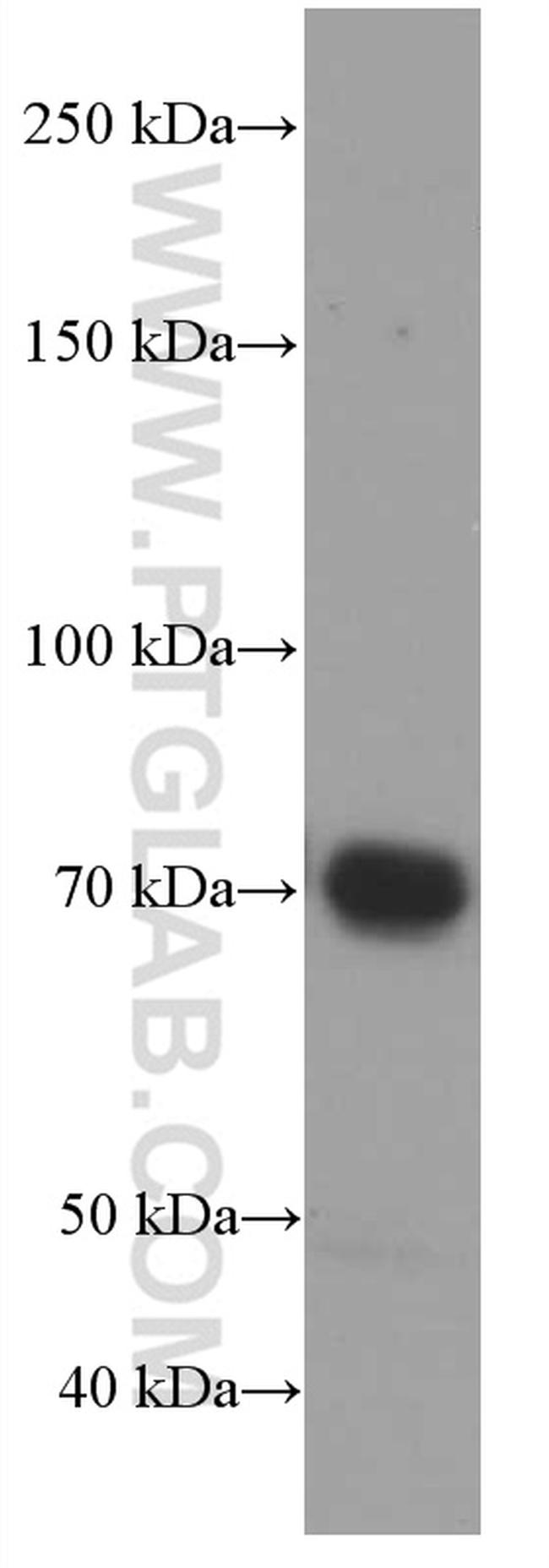 RAF1 Antibody in Western Blot (WB)