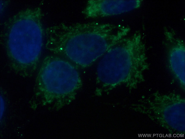 TOM70 Antibody in Immunocytochemistry (ICC/IF)