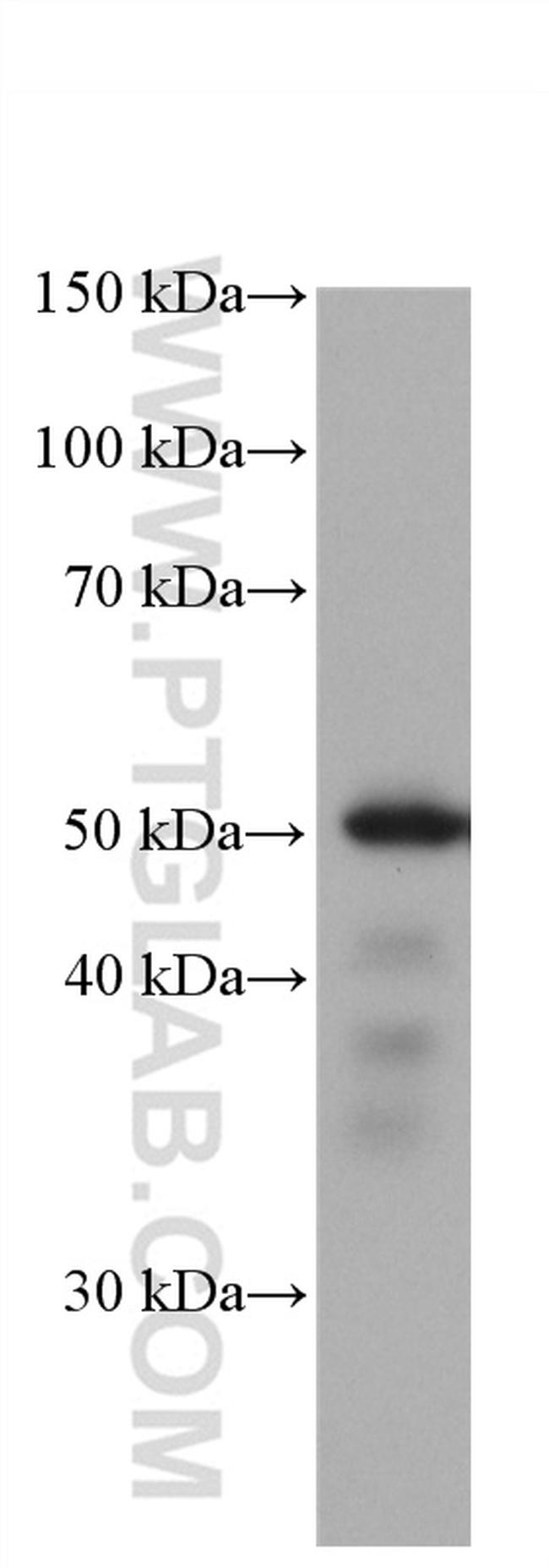 ETS1 Antibody in Western Blot (WB)