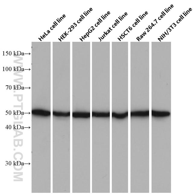 ATPB Antibody in Western Blot (WB)