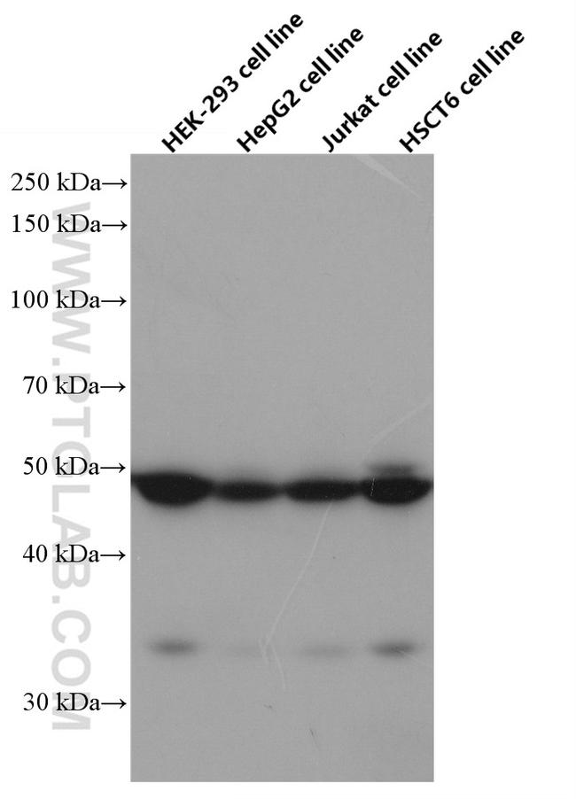 NXN Antibody in Western Blot (WB)