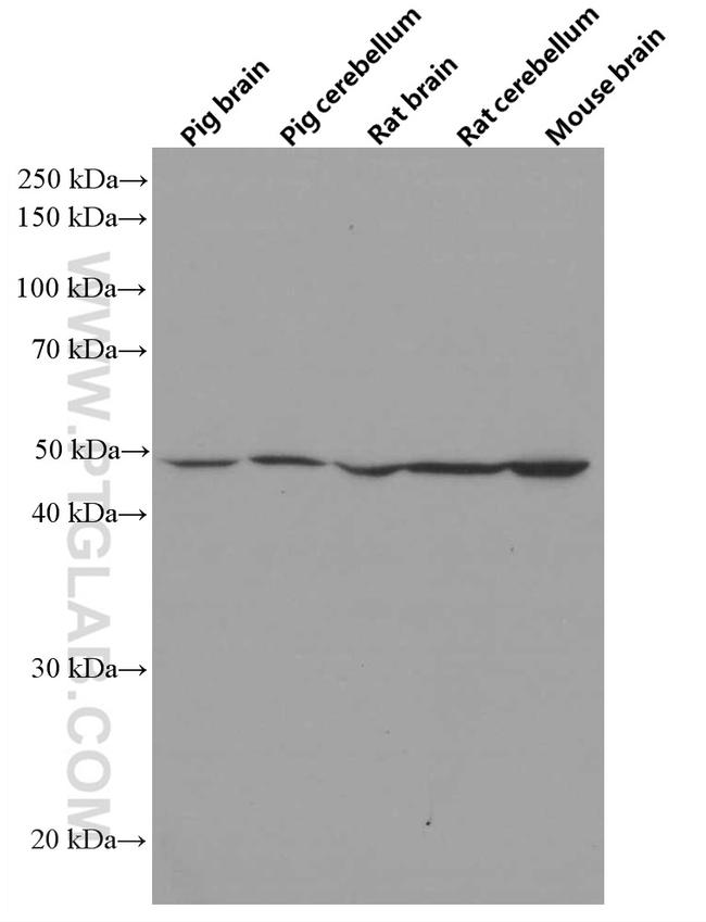 ERMN Antibody in Western Blot (WB)