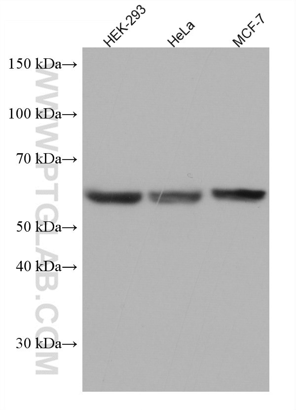 FYN Antibody in Western Blot (WB)