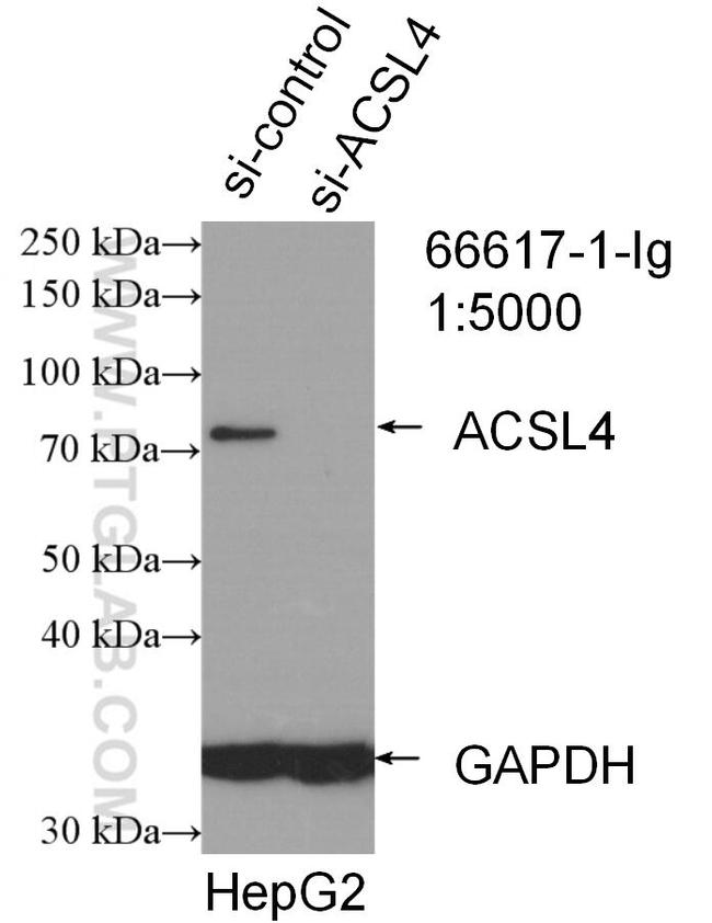 ACSL4 Antibody in Western Blot (WB)