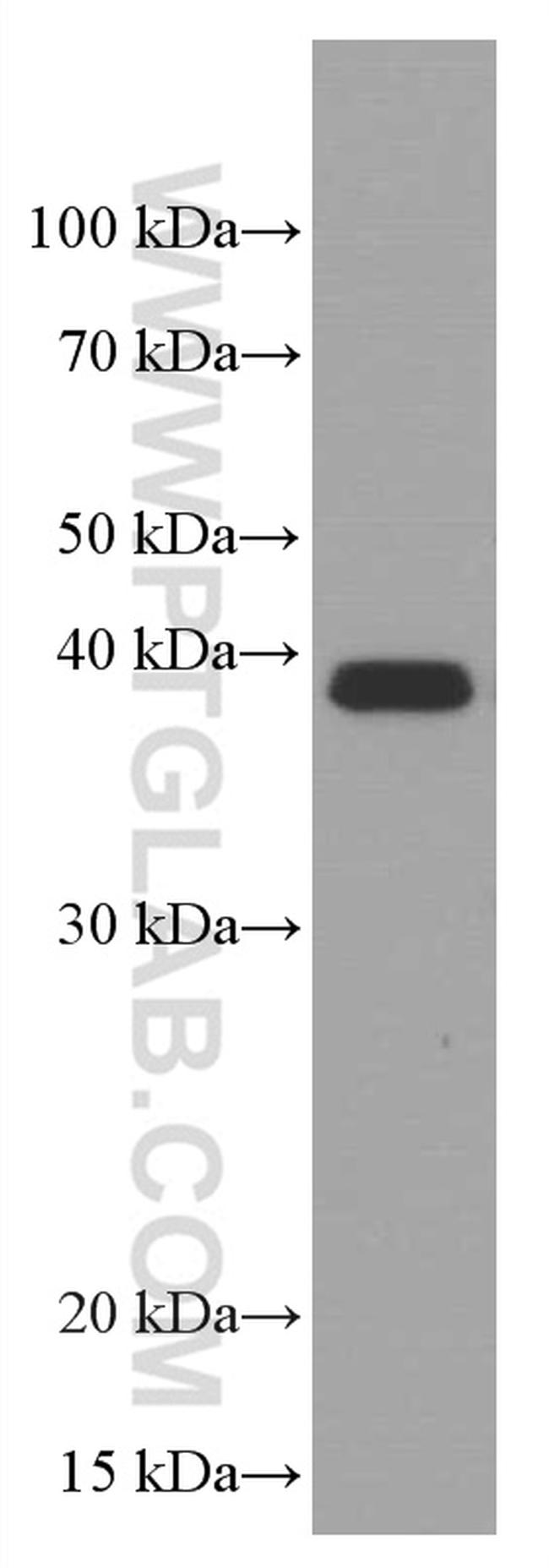 SPI1 Antibody in Western Blot (WB)