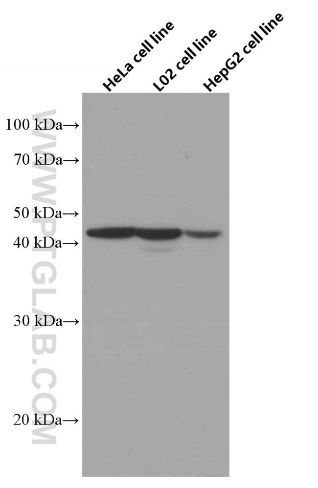 Adiponectin receptor 1 Antibody in Western Blot (WB)