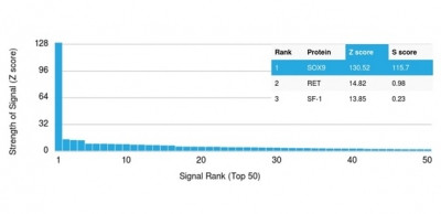 SOX9/SRY-box 9 Antibody in Peptide array (ARRAY)