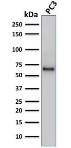 SOX9/SRY-box 9 Antibody in Western Blot (WB)