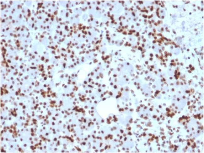 SOX9/SRY-box 9 Antibody in Immunohistochemistry (Paraffin) (IHC (P))