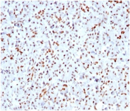 SOX9/SRY-box 9 Antibody in Immunohistochemistry (Paraffin) (IHC (P))