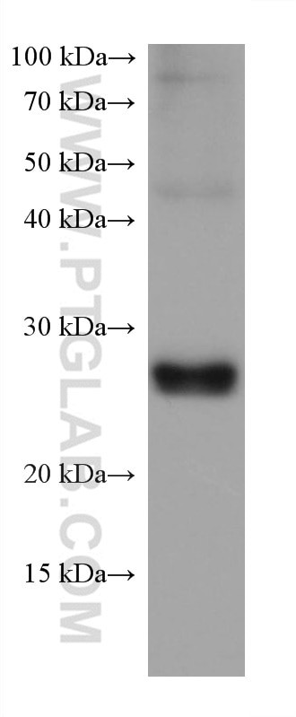 GSTA1 Antibody in Western Blot (WB)