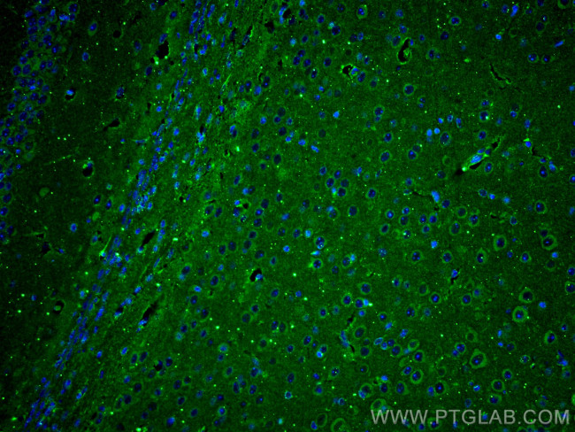 RIC8A Antibody in Immunohistochemistry (PFA fixed) (IHC (PFA))