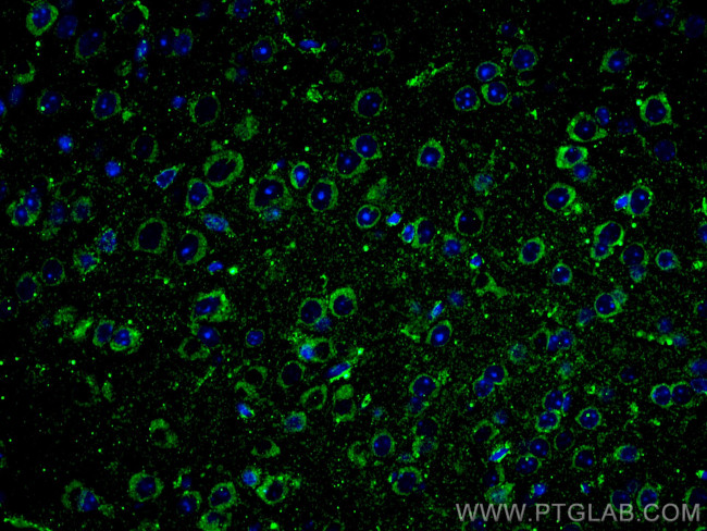 RIC8A Antibody in Immunohistochemistry (PFA fixed) (IHC (PFA))