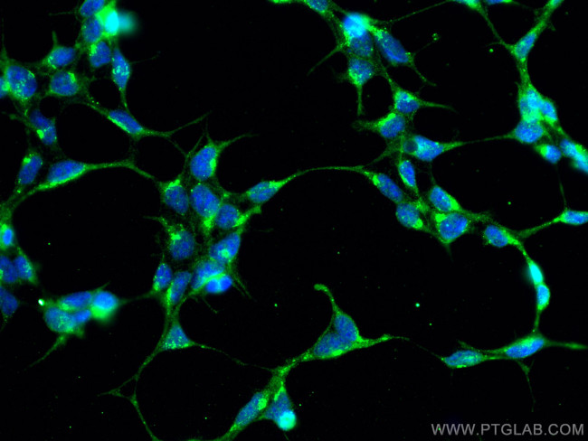 FAF2 Antibody in Immunocytochemistry (ICC/IF)