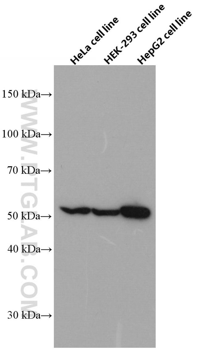 FAF2 Antibody in Western Blot (WB)