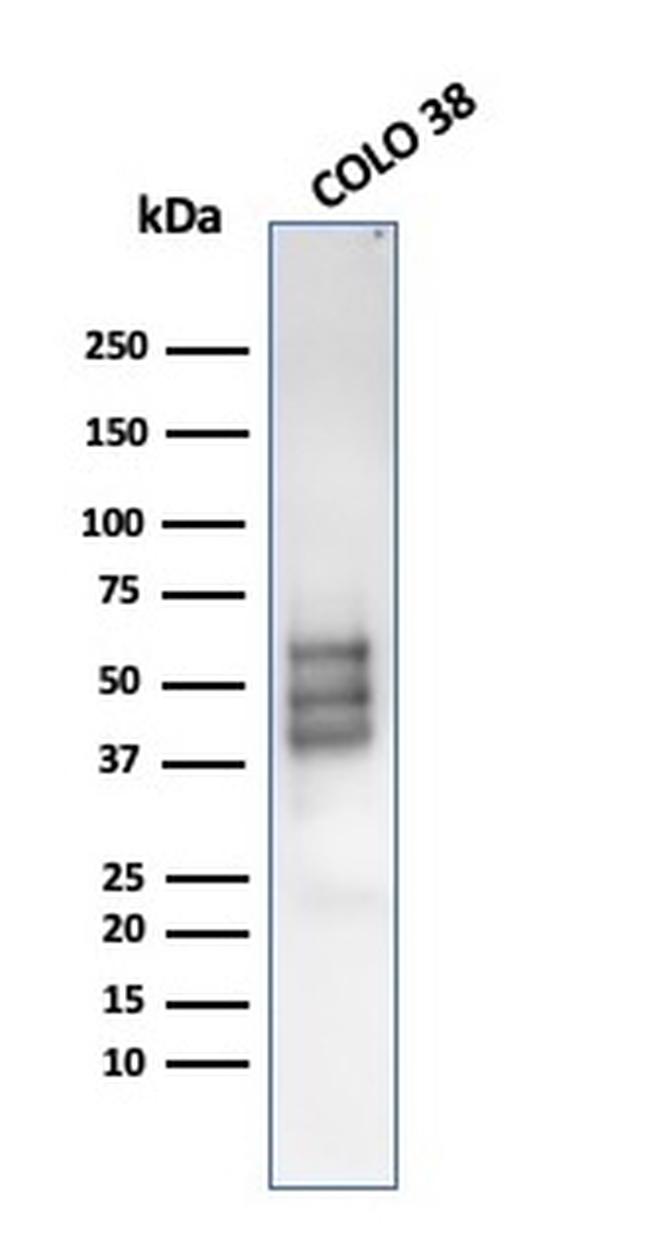 SOX10 Antibody in Western Blot (WB)