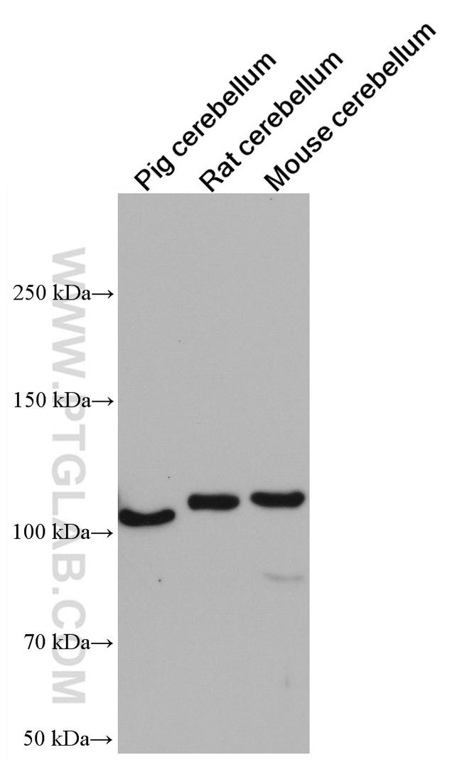 GRIK2 Antibody in Western Blot (WB)