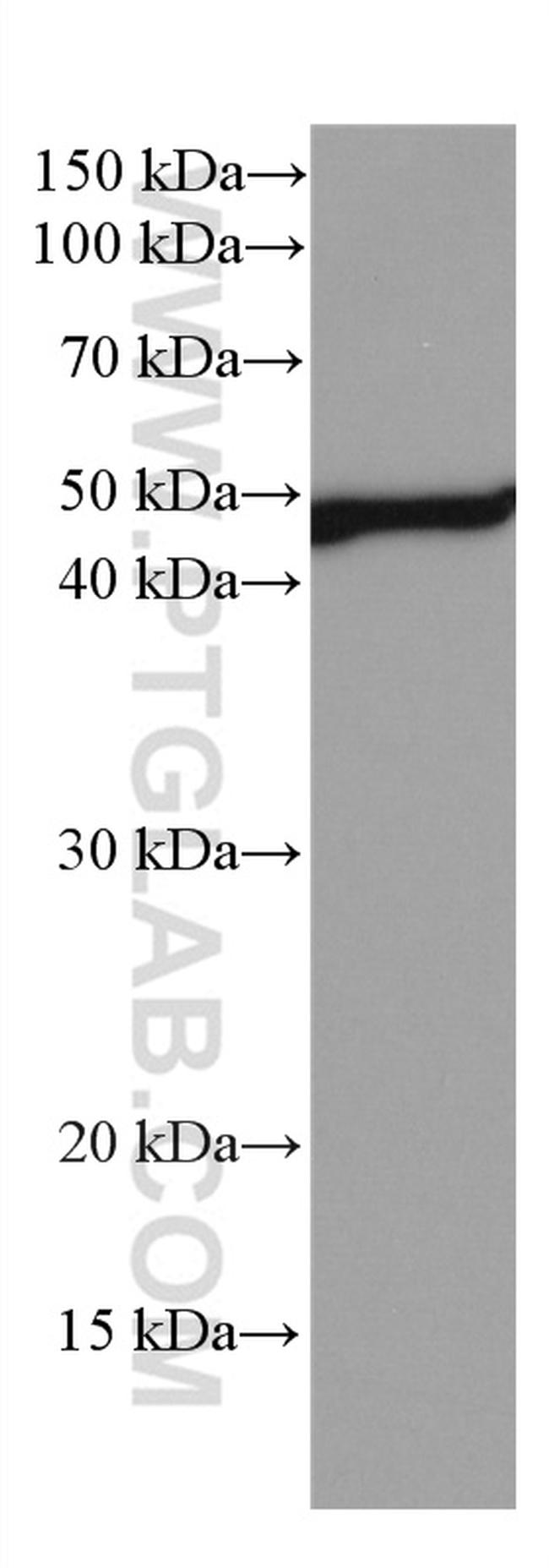 NEK2 Antibody in Western Blot (WB)