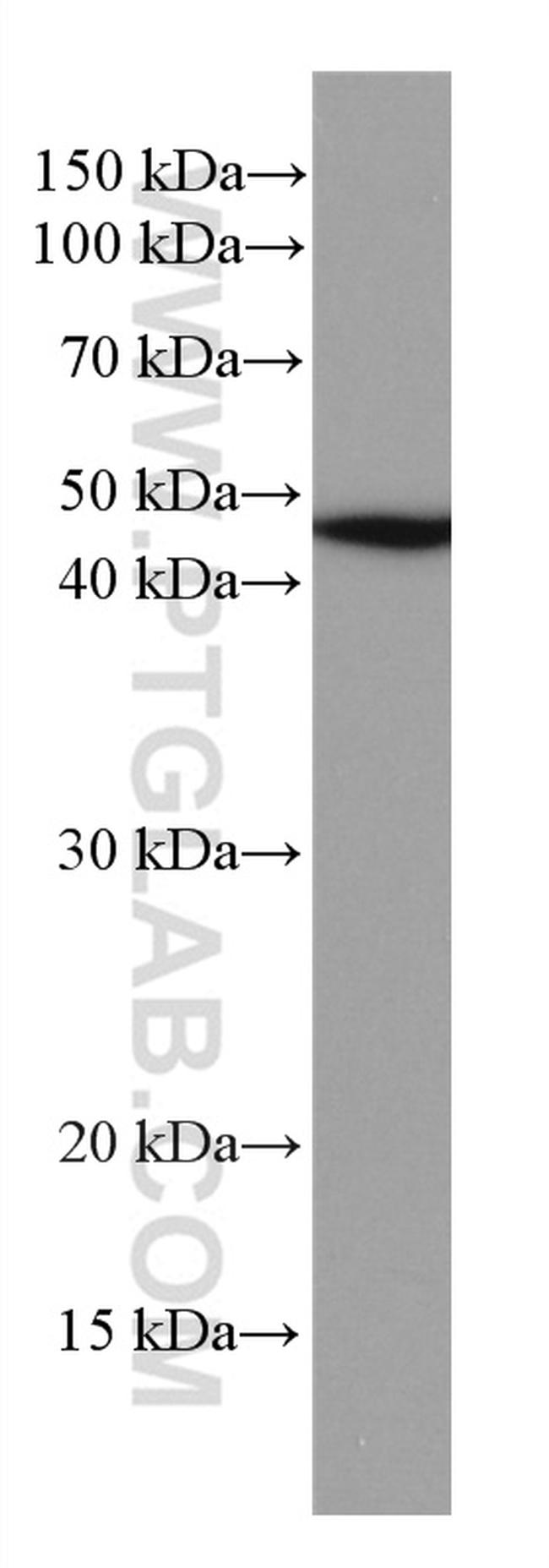 NEK2 Antibody in Western Blot (WB)