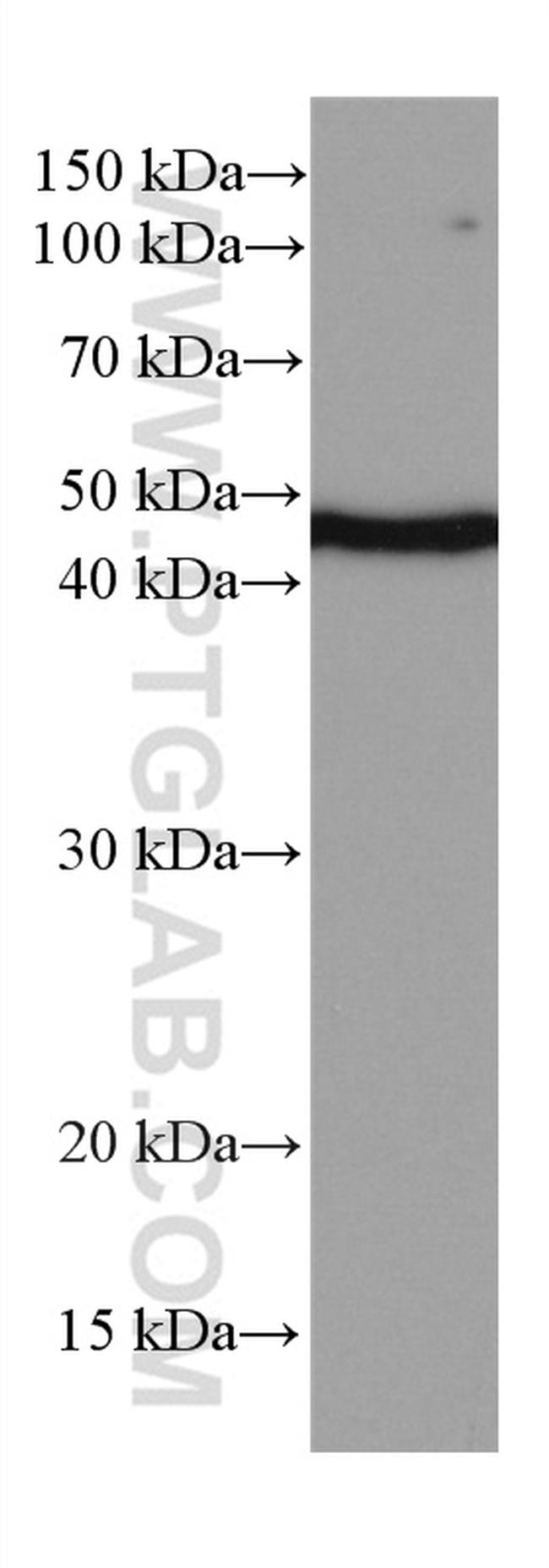 NEK2 Antibody in Western Blot (WB)