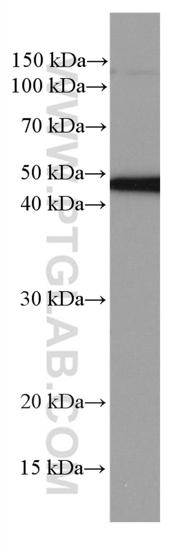 NEK2 Antibody in Western Blot (WB)